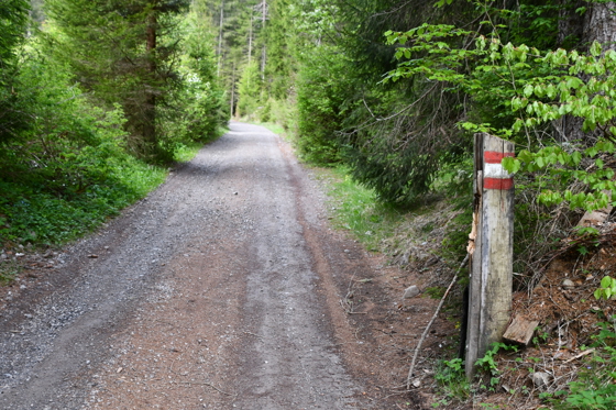 auf den Forstweg entlang zur Fischeralm
