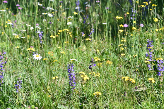 Blumenwiese