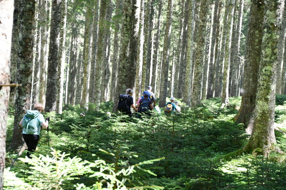 R&uuml;ckwerts geht es durch den k&uuml;hlen Wald...