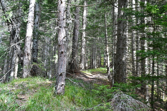 Durch W&auml;lder geht&acute;s hinauf...